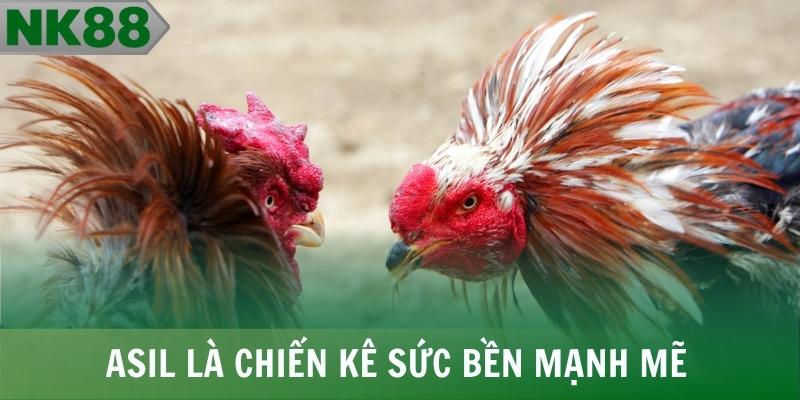 Asil là chiến kê đá gà đòn có sức bền mạnh mẽ