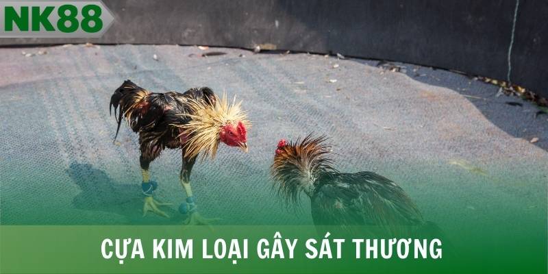 Cựa kim loại gây sát thương,làm trận đấu kịch tính