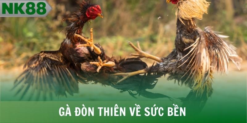 Cựa sắt sát thương nhanh, gà đòn thiên về sức bền